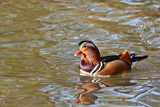 Andy Toscano tweet media