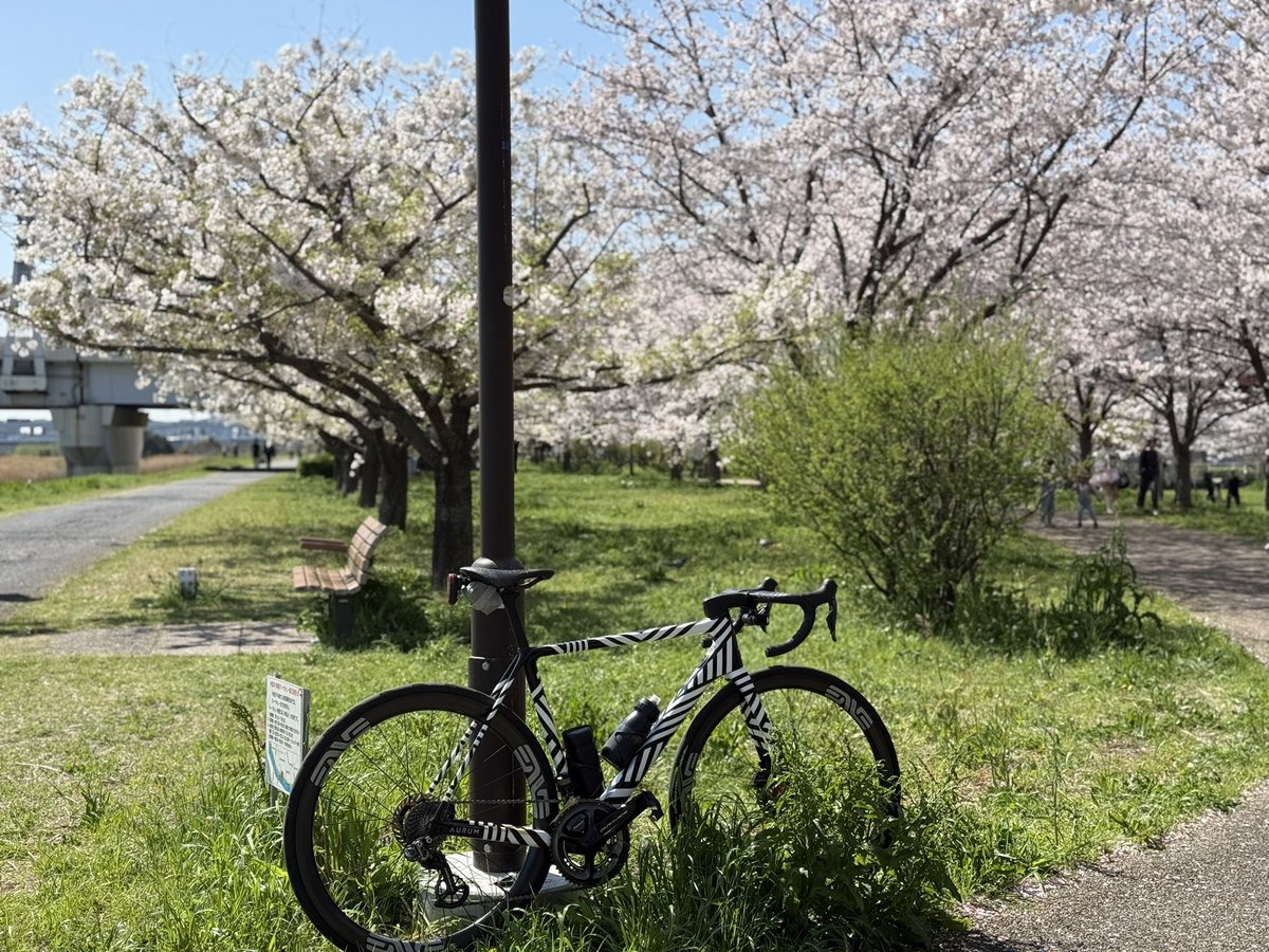 GOno46's tweet photo. 春休みライド。風は結構強いし、明日は雨なので本当に最後になりそうね🌸
#AURUMBikes #MyAurum #darimocarbon #Enveses34 #iRideENVE #duraace #CeramicSpeed #ロードバイク https://t.co/LGafEPijyd