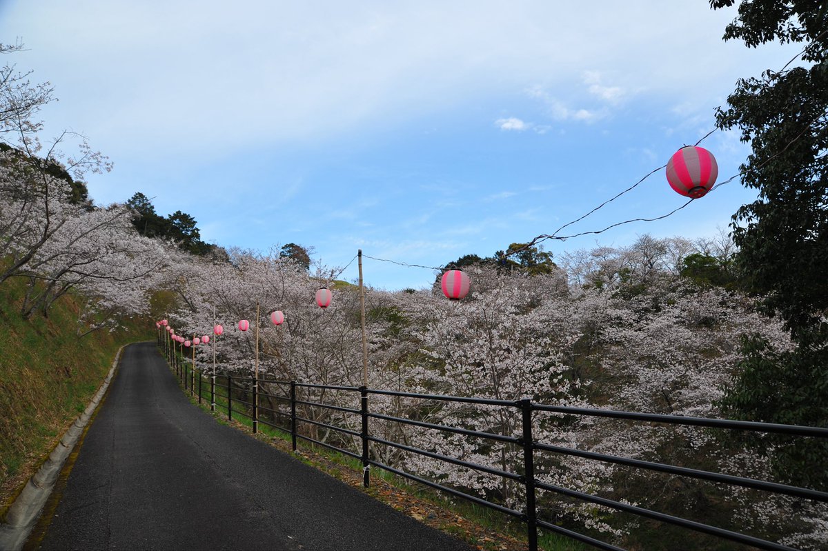 moepapa2000's tweet photo. 今朝の愛南町南レク大森山公園
桜満開　明日は悪天候が予想
され散りそう

＃愛南町
＃南レク
＃大森山公園
＃桜 https://t.co/KZUiGCkYEP