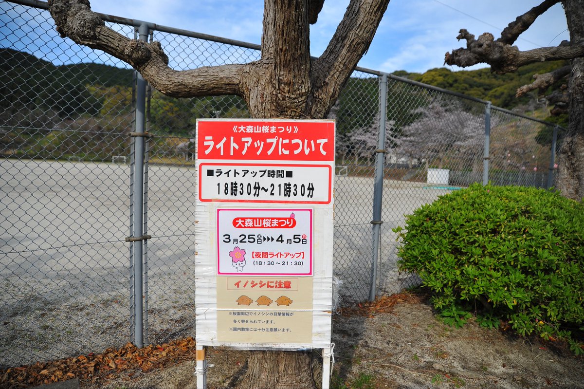 moepapa2000's tweet photo. 今朝の愛南町南レク大森山公園
桜満開　明日は悪天候が予想
され散りそう

＃愛南町
＃南レク
＃大森山公園
＃桜 https://t.co/KZUiGCkYEP