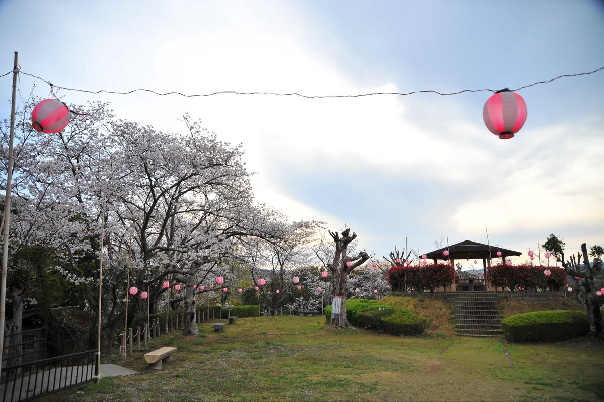 moepapa2000's tweet photo. 今朝の愛南町南レク大森山公園
桜満開　明日は悪天候が予想
され散りそう

＃愛南町
＃南レク
＃大森山公園
＃桜 https://t.co/KZUiGCkYEP