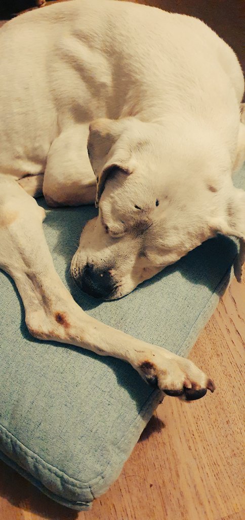 🐎Calamity Paoli⚔️ tweet media