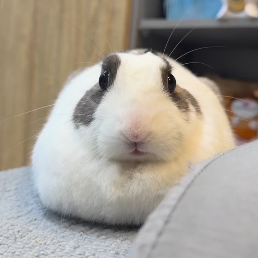 ethical jeongin consumer tweet media