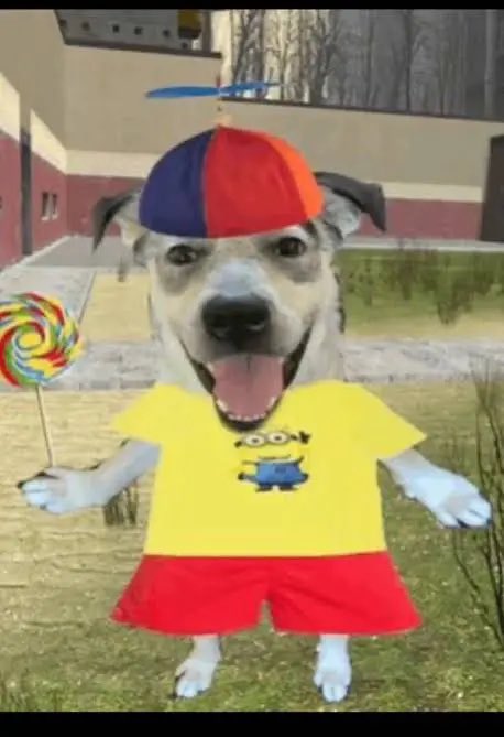 The Bear tweet media