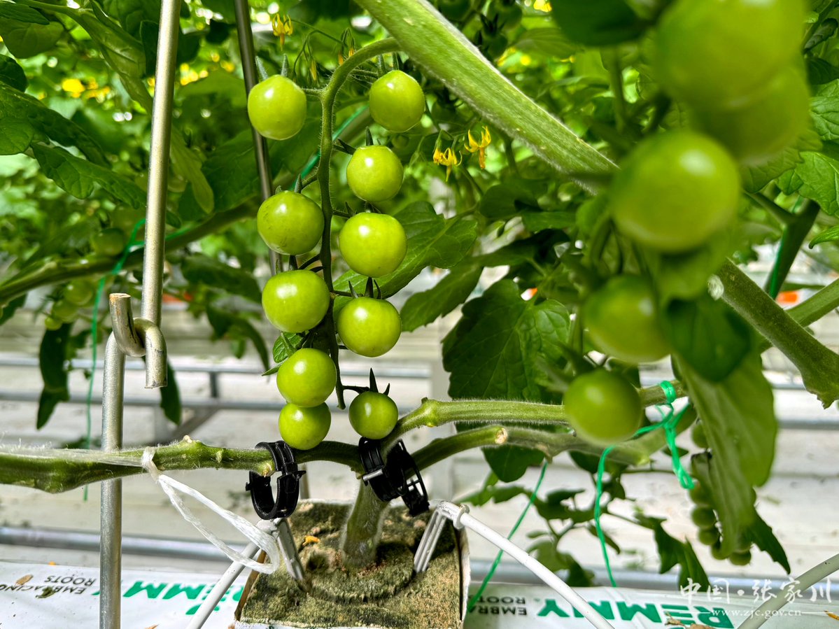 kayla alcorn tweet media