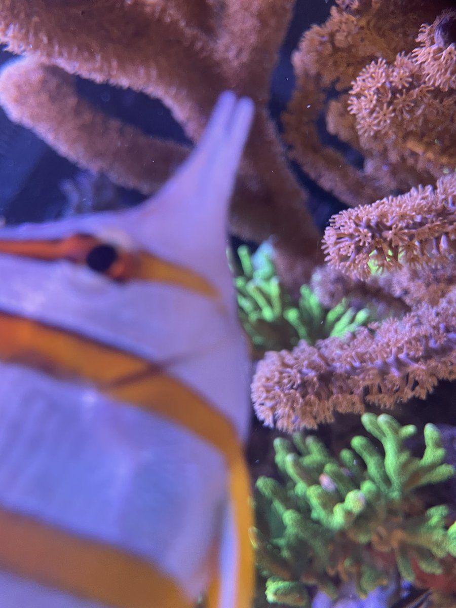 もうちょっと丁寧に水槽のお世話したいんだけど色々追いつかない春休み。