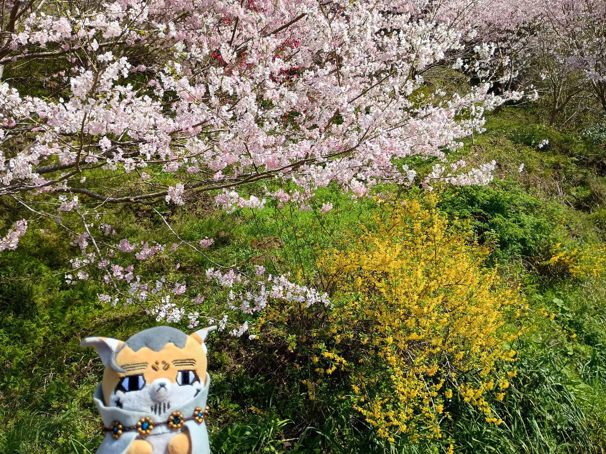 躑躅蜜 tweet media