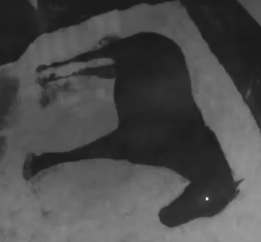 torture enthusiast tweet media