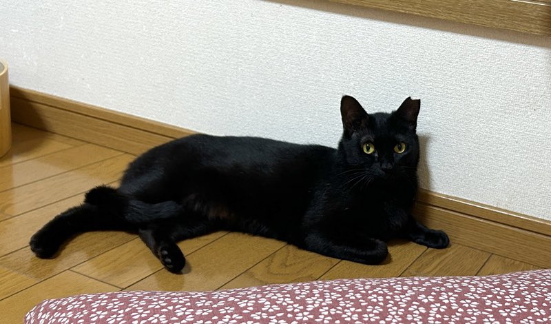 いつでも里親募集中 tweet media