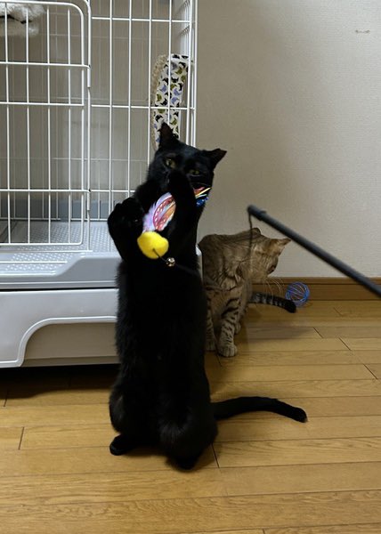 いつでも里親募集中 tweet media