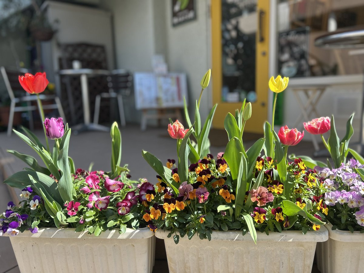 自家焙煎珈琲店　陽のあたる道 tweet media