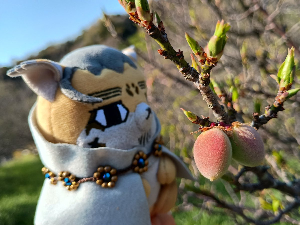 躑躅蜜 tweet media