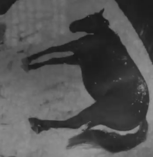 torture enthusiast tweet media