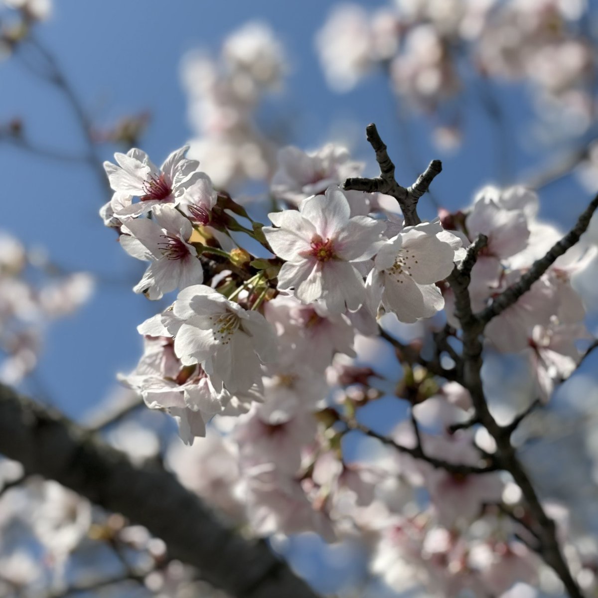 ꧁𑁍ふᥨㄘょ𐭋𑁍꧂ tweet media