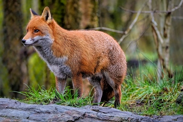 Patricia Green tweet media