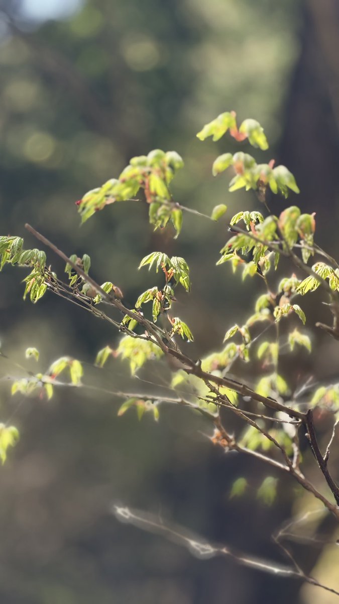 芽吹いてきました🌱
新緑も近い