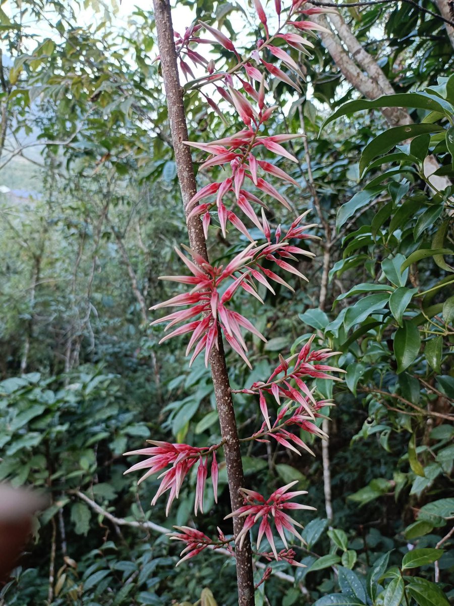 Cong Phan tweet media