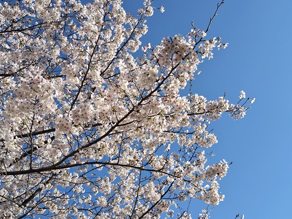 たなかず tweet media