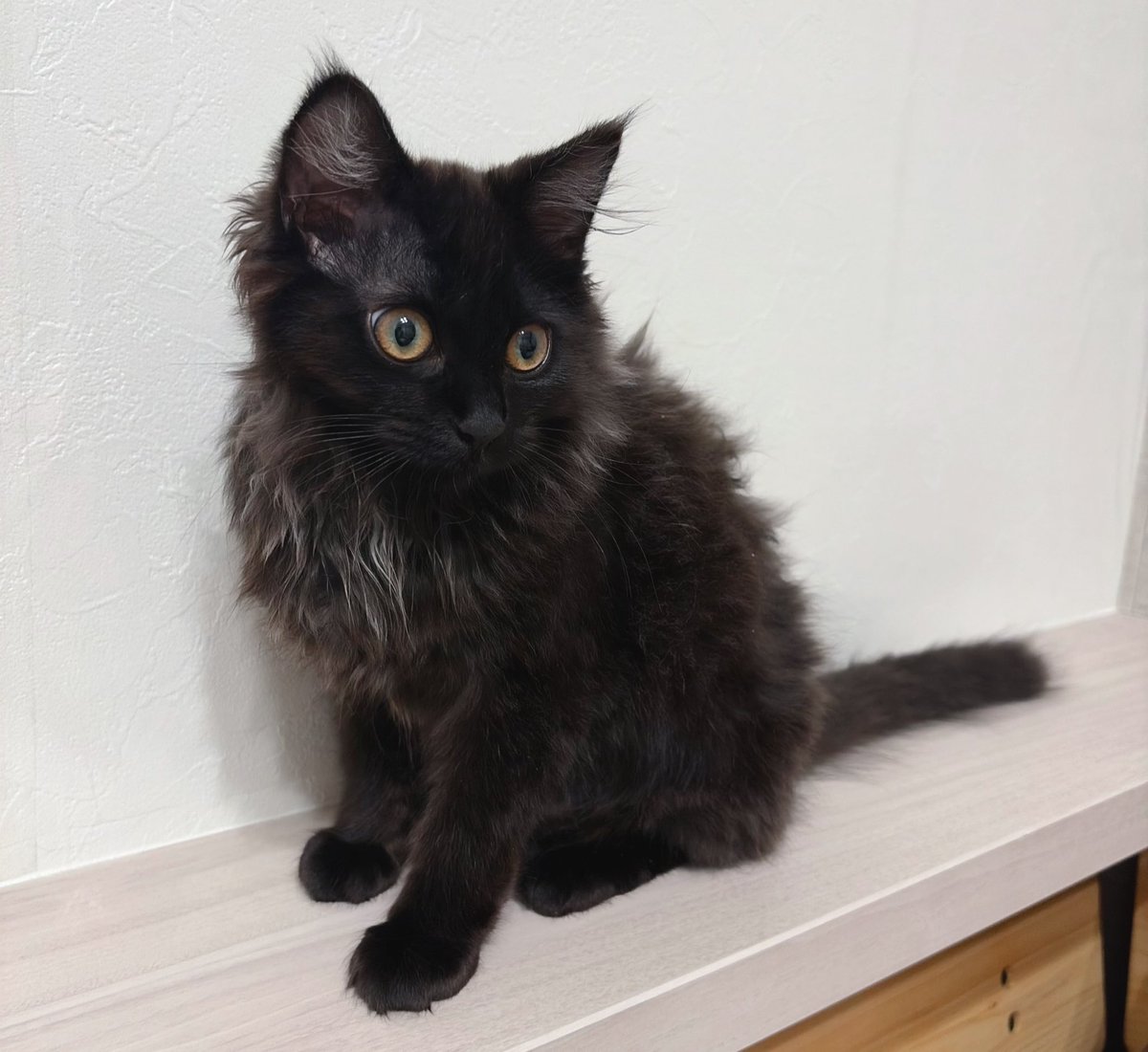 Li 🐈⬛🐈⬛2匹の双子保護猫と日常🌿 tweet media