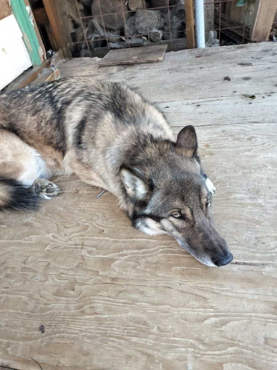 九条さん元気な時は元気ですが、最近次女がいないので、愛で撫でるが足りてない様子。
なんか不満な顔。
#九条　#狼犬