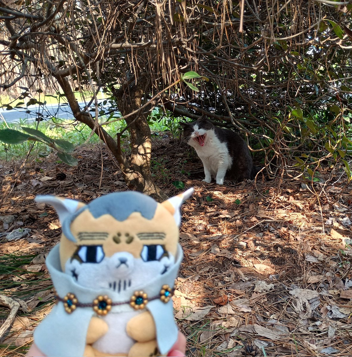 躑躅蜜 tweet media