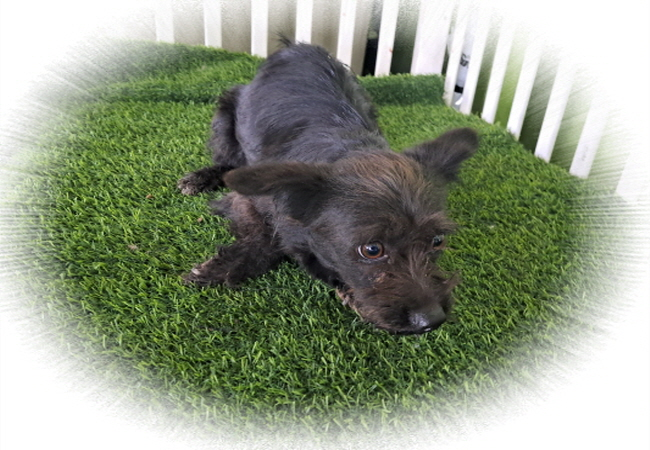 오늘의 강아지 추천 tweet media