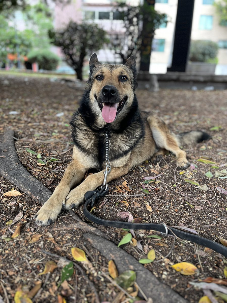 Hola, soy Ringo 🐶

Tengo 5 años y un corazón enorme lleno de ganas de amar.

Nací, crecí y sobreviví en la calle. He pasado días sin comer, soporté lluvia, frío y sol… y también conocí el lado feo de las personas. Pero a pesar de todo, nunca dejé de confiar.

No imaginé que