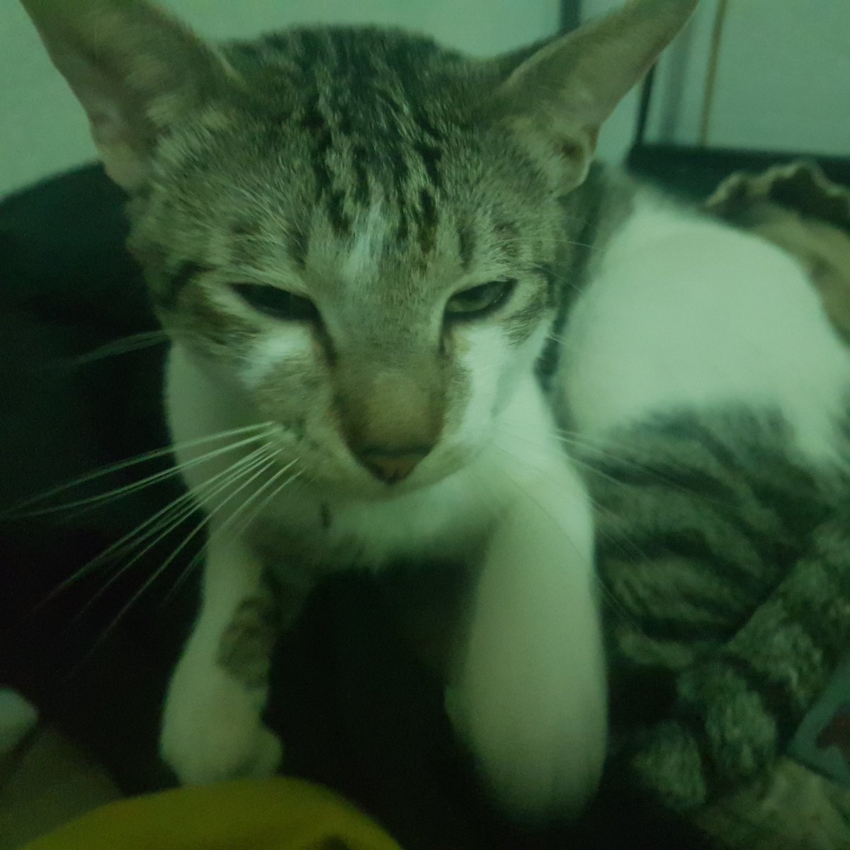 PARMONAL tweet media