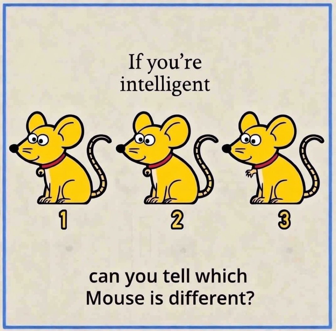 𝐇𝐀𝐌𝐎𝐎 tweet media