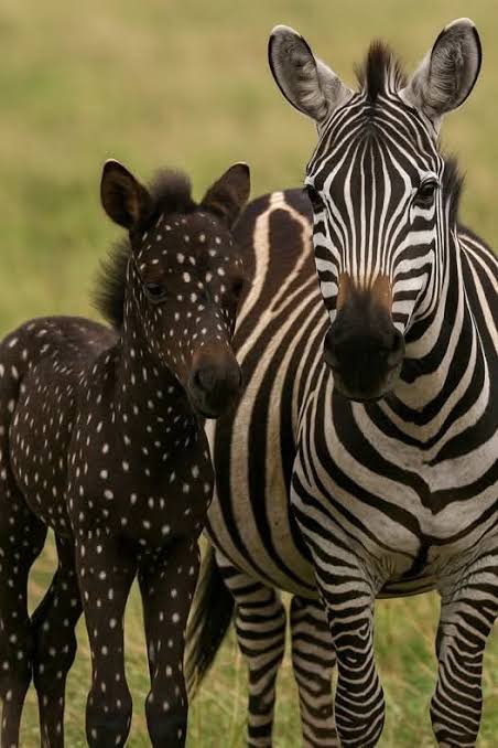 Arcana Oceanis lagi PO | Asta Ebrahim tweet media