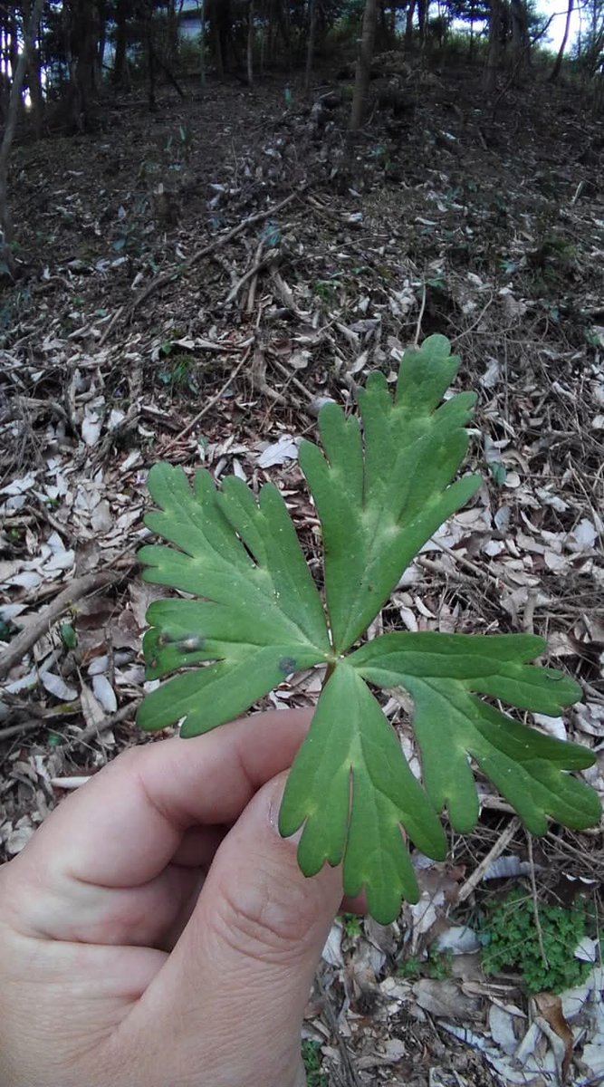 forestthree/ビオトープの中の人 tweet media