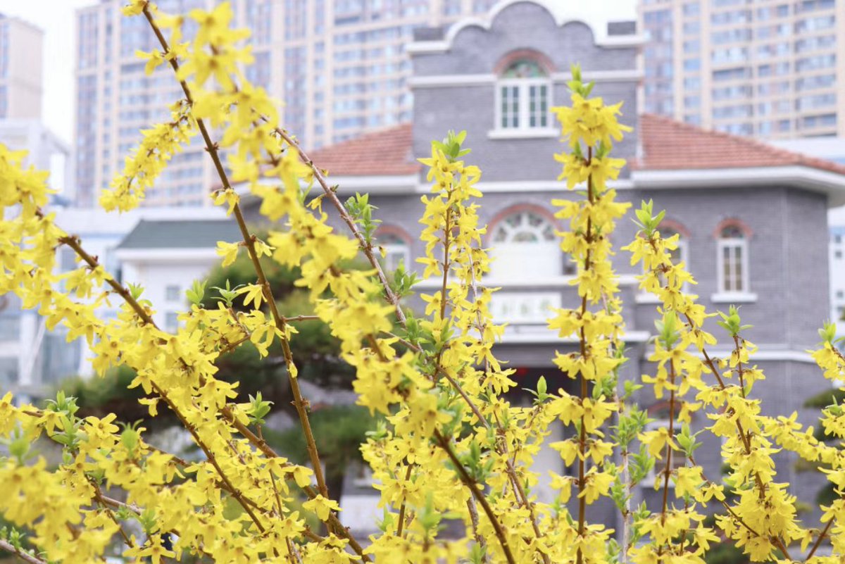 HaianNantong's tweet photo. Spring has officially checked into Hai'an's campuses—and the flowers are showing off! No filters needed. No competition, just pure elegance and healing vibes where academic spirit meets spring blossoms—which one is your favorite?🌸🎓💐🌼
#CampusBlossoms #SpringInSchool #FlowerPower #EducationalAesthetics #HaianSpring