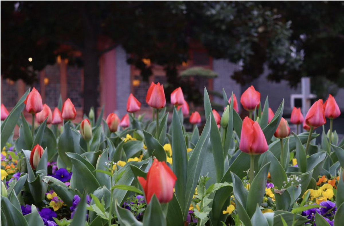 HaianNantong's tweet photo. Spring has officially checked into Hai'an's campuses—and the flowers are showing off! No filters needed. No competition, just pure elegance and healing vibes where academic spirit meets spring blossoms—which one is your favorite?🌸🎓💐🌼
#CampusBlossoms #SpringInSchool #FlowerPower #EducationalAesthetics #HaianSpring