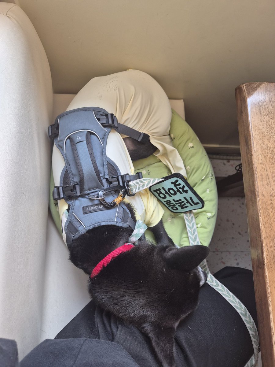 가족 찾고 있는 미쯔🐶 tweet media