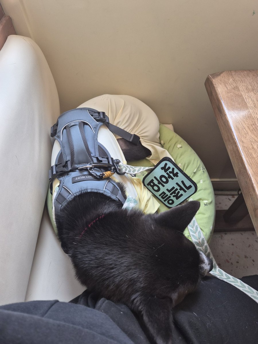 가족 찾고 있는 미쯔🐶 tweet media