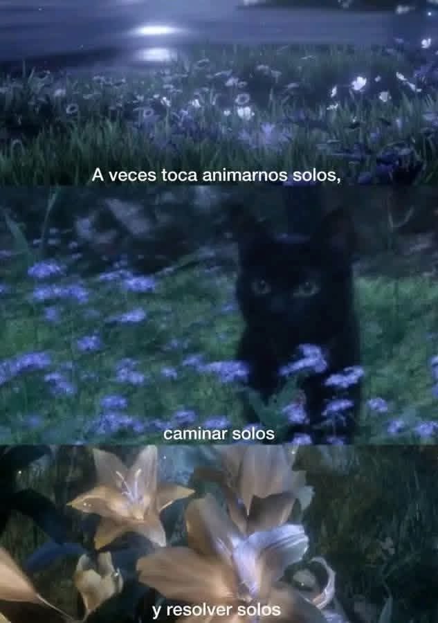 Dilo con gatitoz tweet media