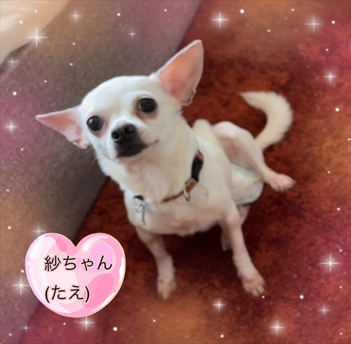 ４月のご紹介犬　D1687　（紗ちゃん） 
よいご縁が繋がりますように❤
jouto.blog69.fc2.com/blog-entry-301…