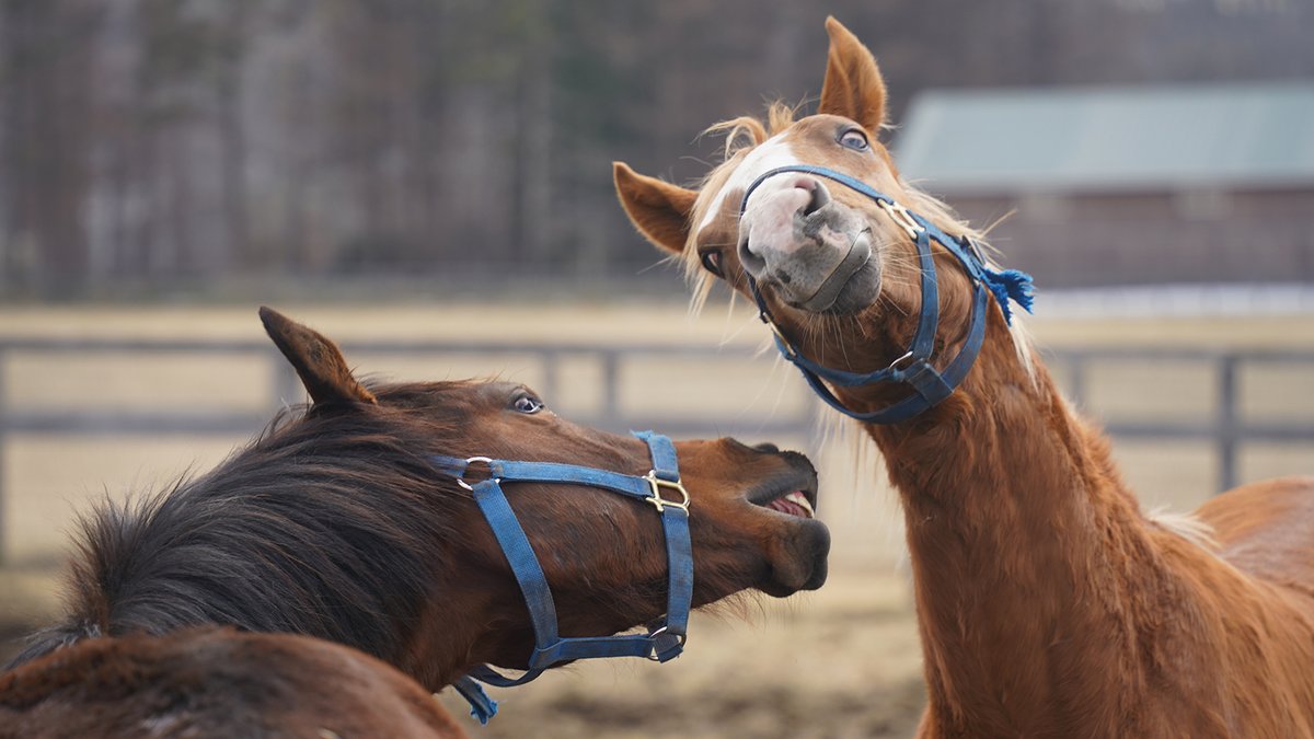 Ｇ１サラブレッドクラブ（公式） tweet media
