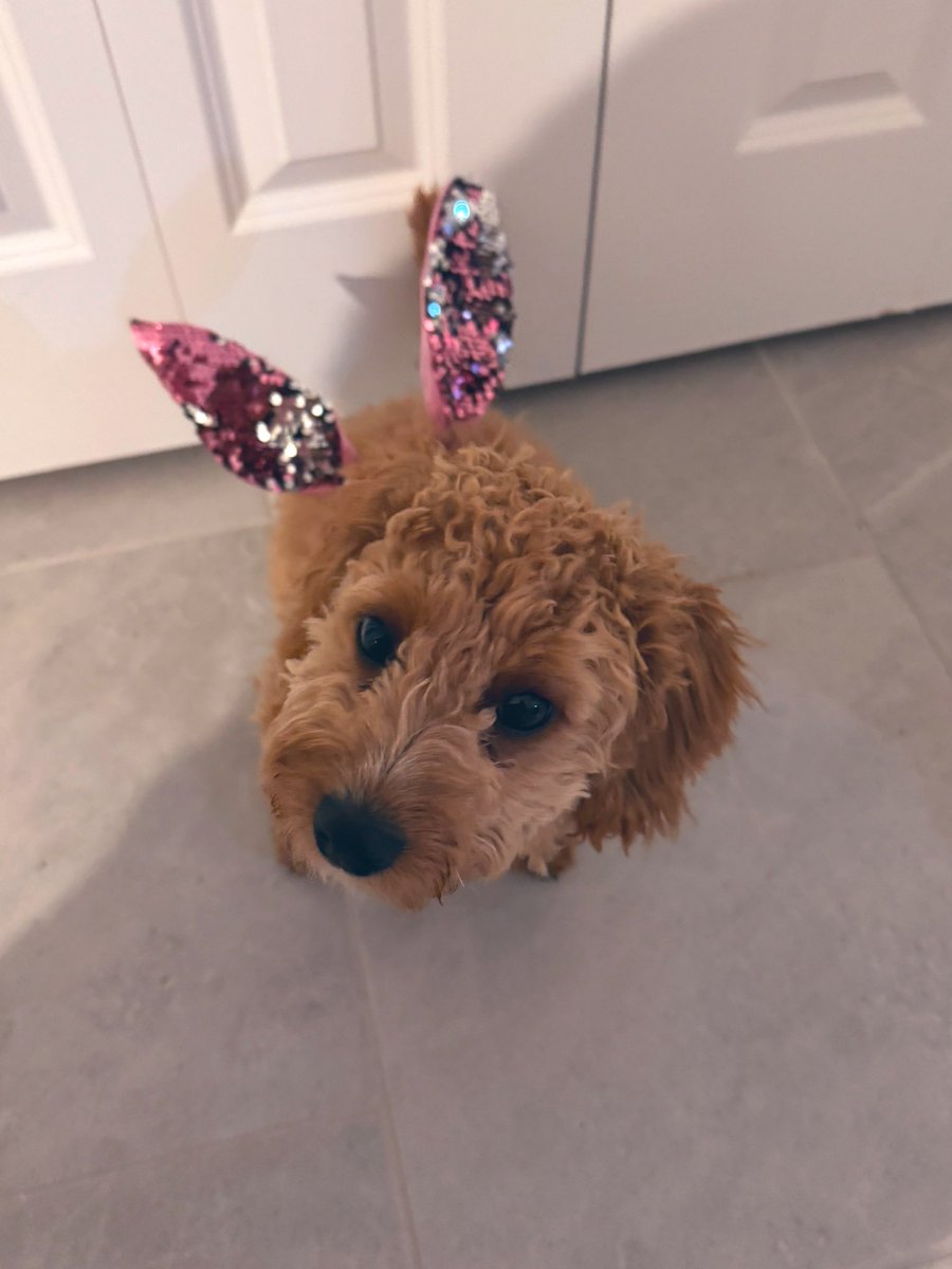 Here comes Princess Hopping down the Doggie Trail Hippity Hippity Easter is on its Way! 🐇🐣🐰🐶🐕 I can tell she hated wearing the Bunny ears, every second of it! Haha 😆