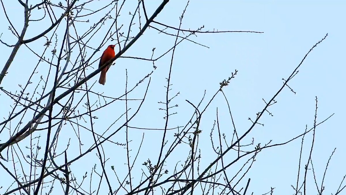 Mohan_P_Joshi's tweet image. "Becoming the Song"

Little birdie,
you don’t just sing—
you become it.

From afar, I hear your song,
and feel your devotion—

each cell celebrating,
each cell becoming the song.

#Stillness #Soul #Awakening
