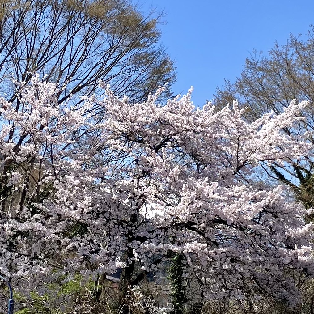 うどんの駅 tweet media