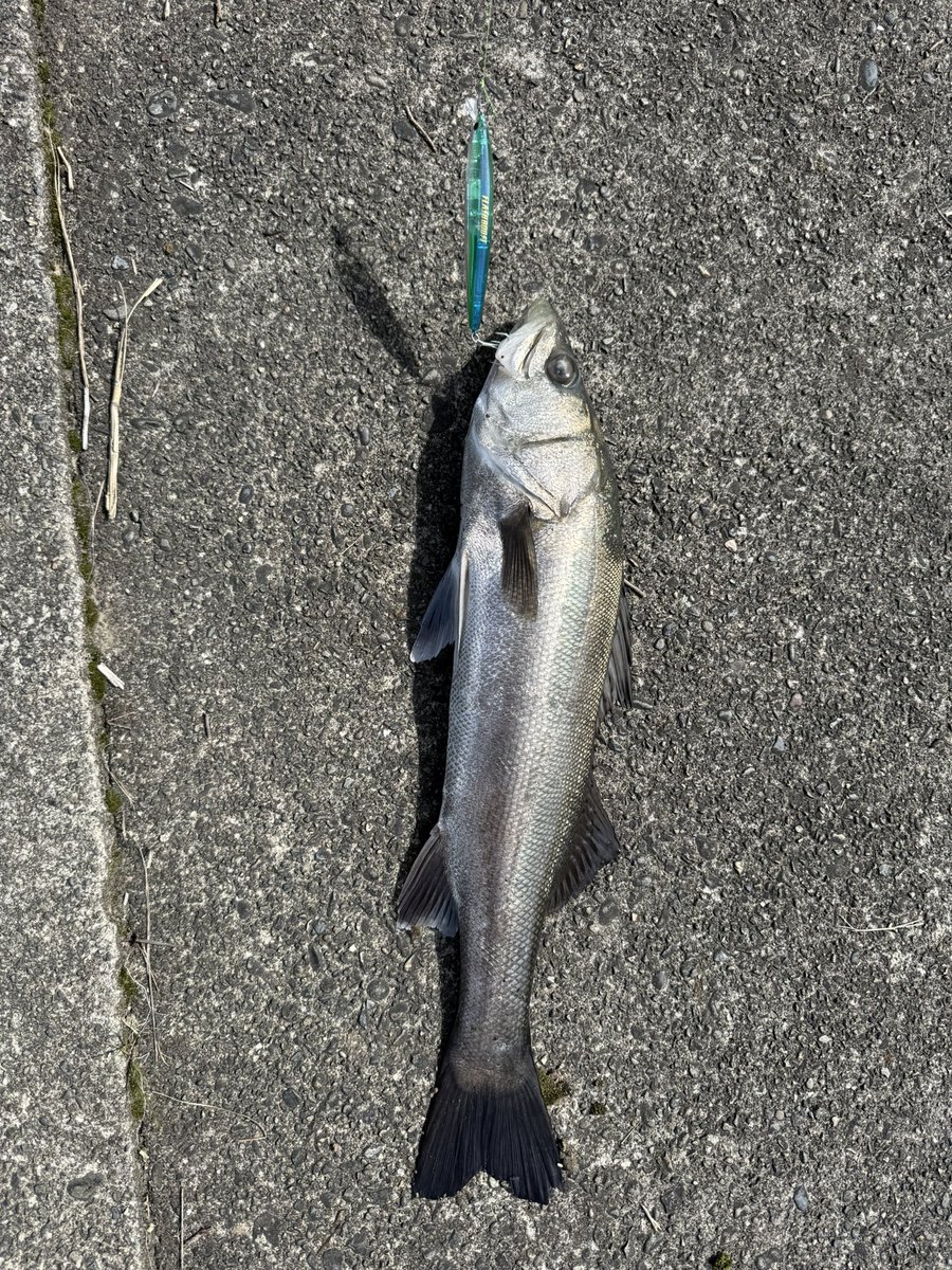 Shingaebi's tweet image. 朝活*\(^o^)/*
60センチ以上70未満が2匹

#熊本シーバス
#IMZ
#Fishman
#VENDAVAL10.1M
#サイレントアサシン