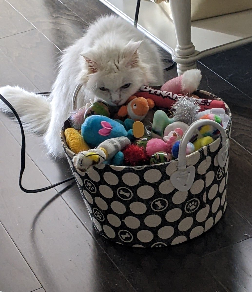 TinySkinny's tweet image. Eenie: i cants fine harvie 😿

Hoomom: I'm sure he's in there

Eenie: i no see him

Hoomom: What's Harvey look like?

Eenie: he bee pink an fluffy like me 🩷 

Hoomom: I see him. Come to this side of your toy box. He's next to sock monkey

Eenie: oooh i sees him 👀 Gotcha harvie!