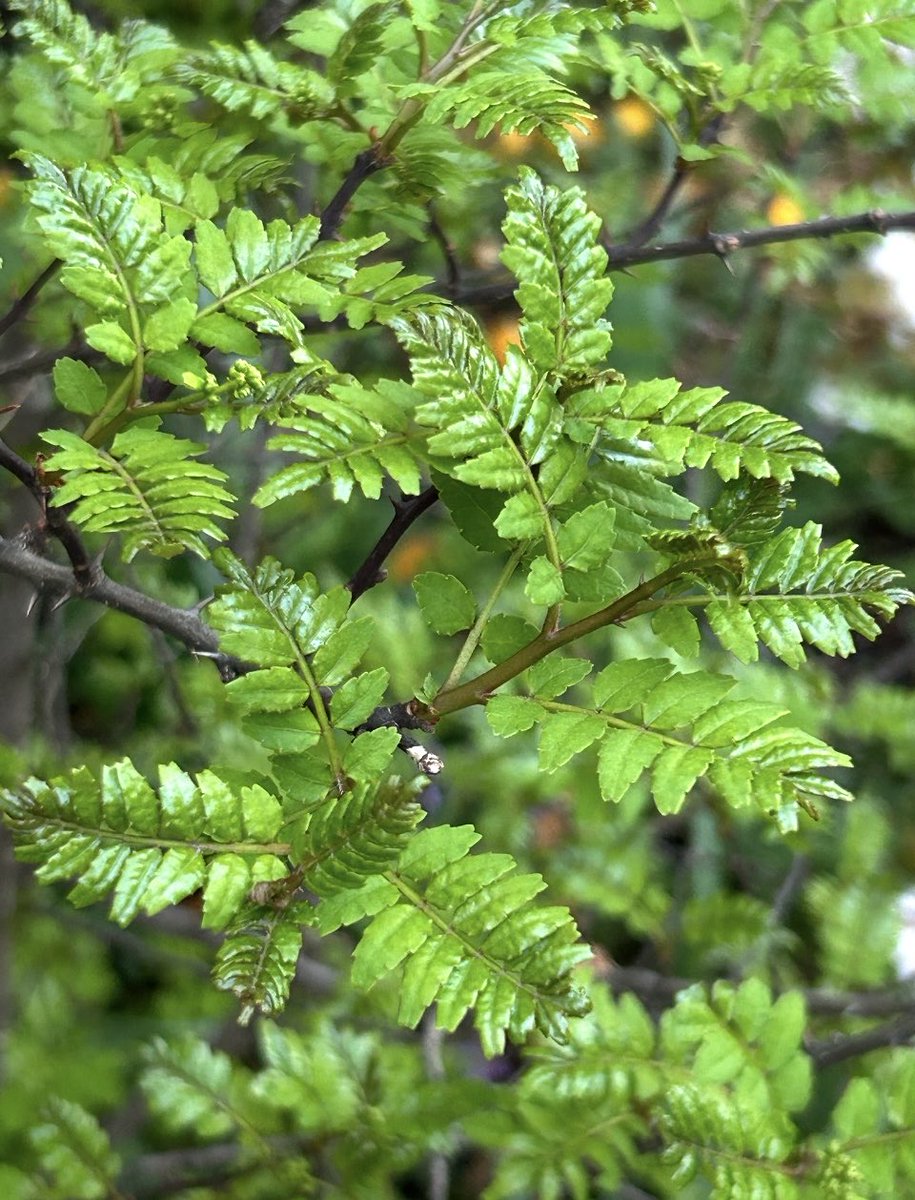 野乃花蝶子nonohanachoco tweet media