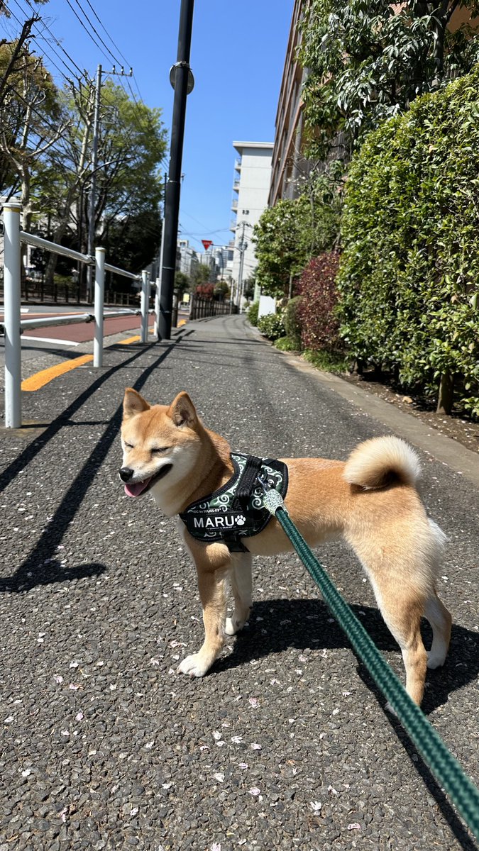 🌸🚶‍♂️🐕