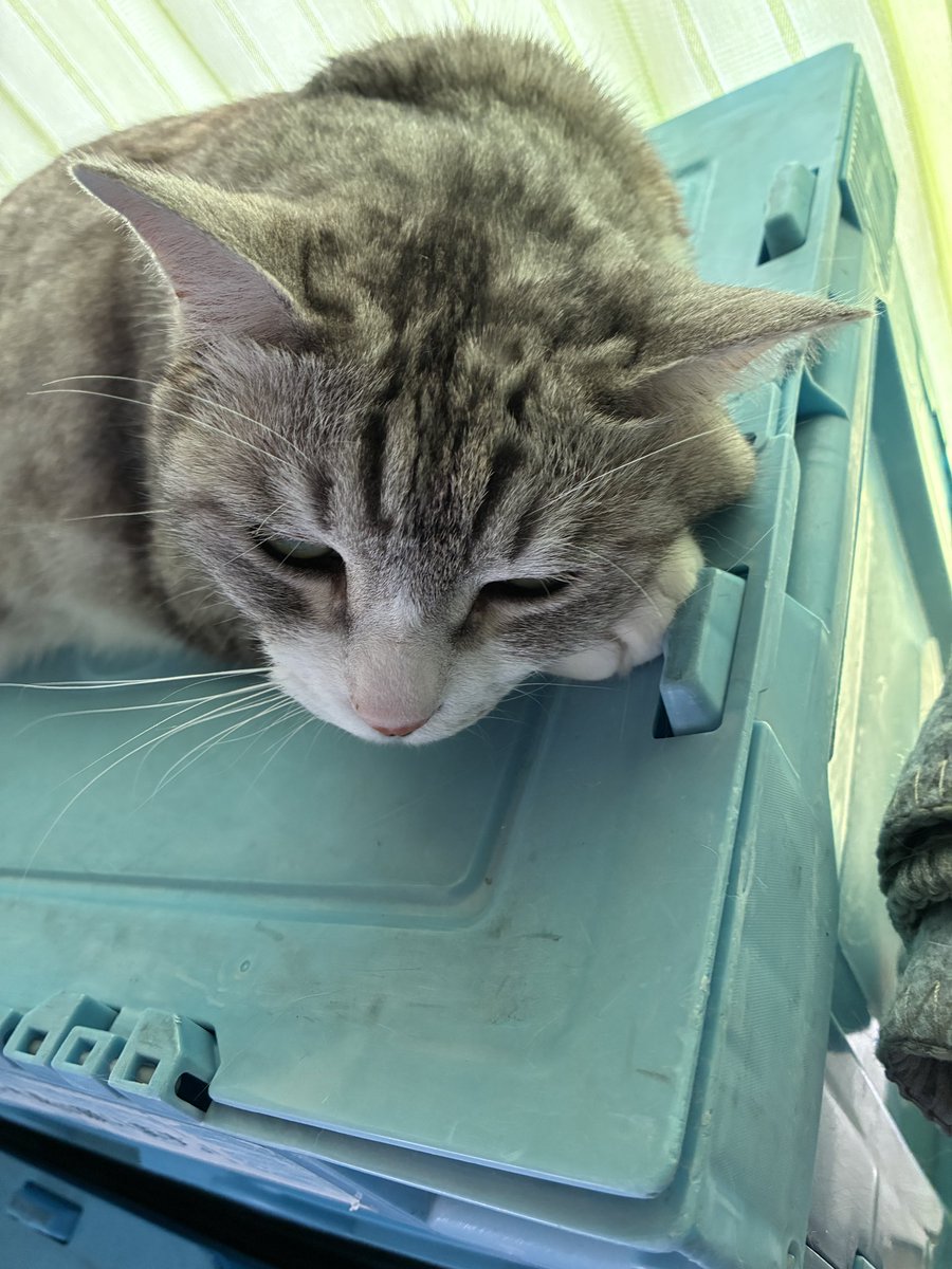 Lizard_tw＠🐱 tweet media