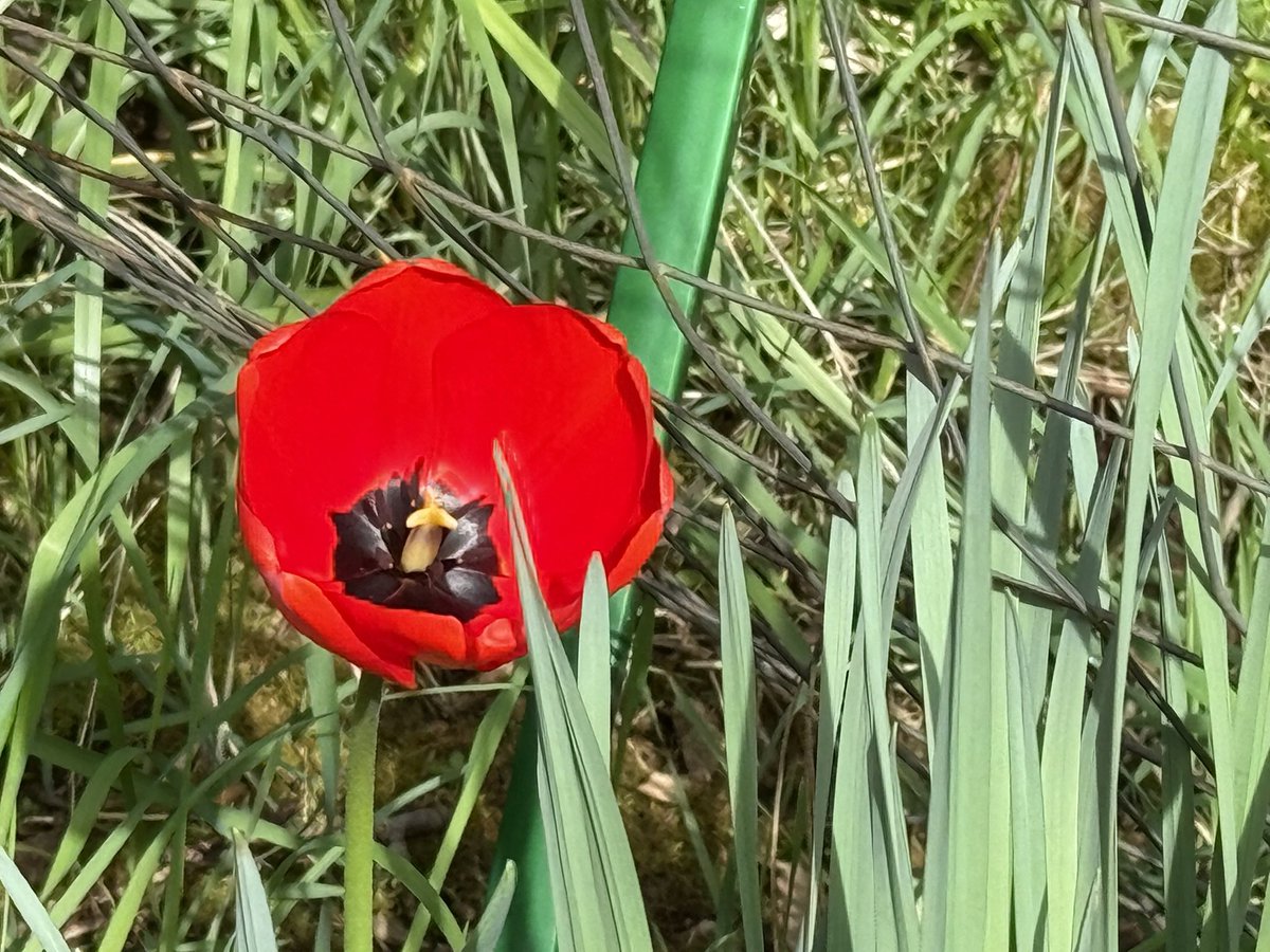 Mars 🌿 tweet media