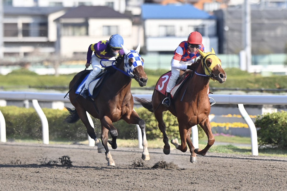 浦和競馬 tweet media