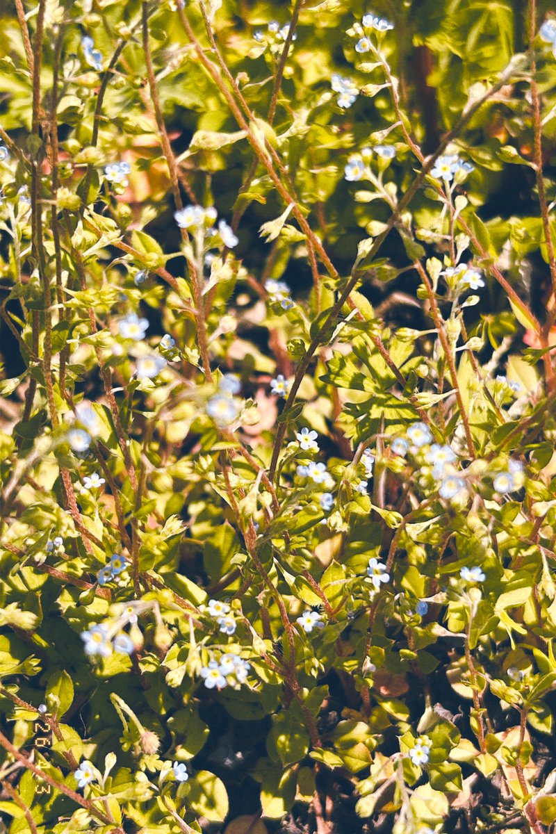 オモカゲ tweet media