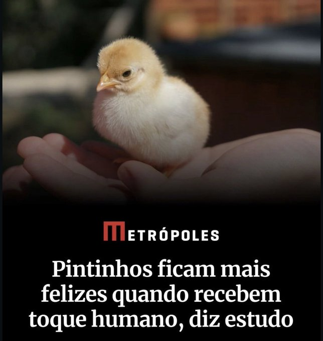 HumorGozado tweet media